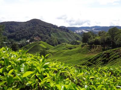 ビジネスクラスでマレーシア・ソウル 3(キャメロンハイランド~クアラルンプール)