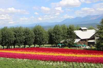 北海道*道央の旅３【ファーム富田・青い池・ケンとメリーの木・ニューオータニイン札幌・トレジャー】