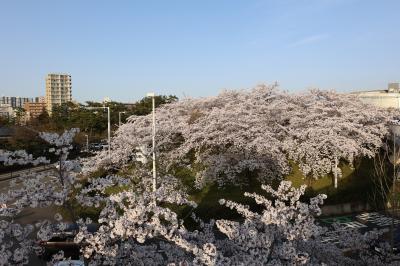 白山公園の桜