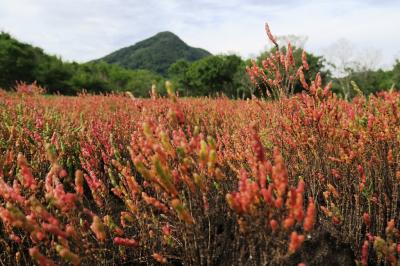 アッケシソウとシャコ料理、さらに少し足を伸ばして……