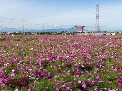 伊勢崎市小泉町のコスモス畑_2024_狭くなったようですが、咲いてるエリアは満開でした