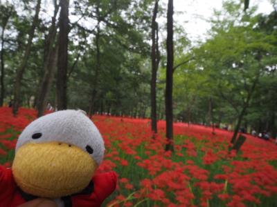 2024 巾着田の彼岸花と高麗神社