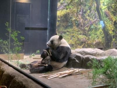 中国に帰っちゃうパンダに会いに上野動物園へ