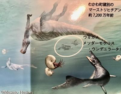 むかわ町穂別のクビナガリュウ・恐竜カムイサウルス・世界で唯一のウミガメ標本に会いに行った