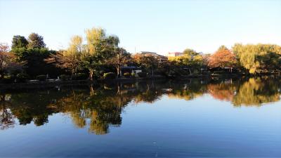 2022年 ねりまの散歩道の紅葉を探して 大泉学園アニメゲートから牧野記念庭園を経て石神井公園まで