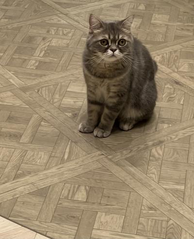 驚愕の県境　花手水の玉村八幡宮　孔雀の進雄神社　初めての猫カフェとコメダ珈琲