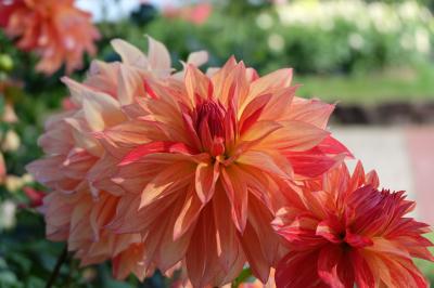 2024 花咲く秋のいろどりフェア♪　～加西フラワーセンターちょっと寄り道～