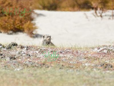 今年もラダック(哺乳類と猛禽編)