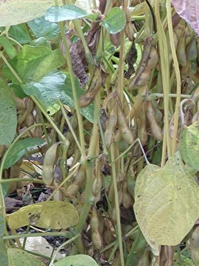 旅行体験記2024～丹波篠山～ハロウィンスペシャル！黒豆、栗など農産物の生産が盛んな都市でグルメ旅！