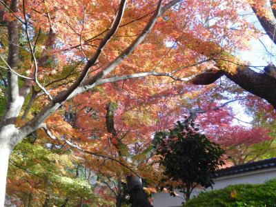 ２０２３年１１月　山口県・山陽小野田市　妙徳寺で紅葉を楽しみ、江汐公園で散歩をしました