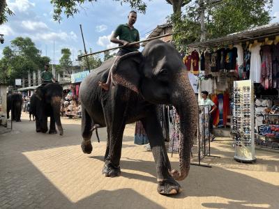 素朴な優しいスリランカ しかし、詐欺に注意!⑥エレファントパークへ