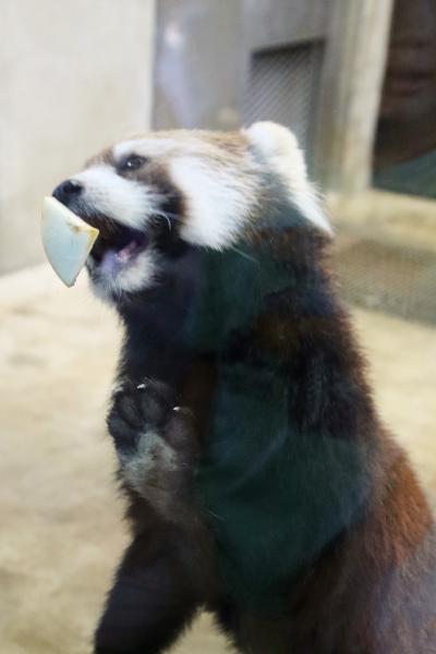 リベンジめざし10月連休中日の埼玉こども動物自然公園（前編）ここではレアなレッサーパンダのガラス・リンゴ！～ブラシノキの花を味わうクオッカ