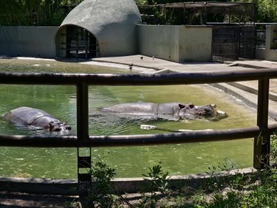 ブエノスアイレス動物園からエコパークへ、そしてふたたび動物園？