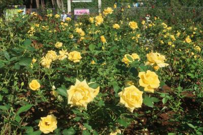 見ごろが遅くなってこんな時期に・・・谷津バラ園&#127801; 