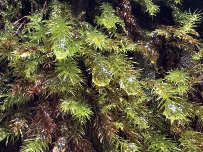 憧れの屋久島 一人旅　3日目　※白谷雲水渓ツアー※
