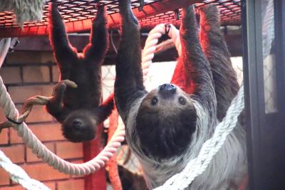 リベンジめざし10月連休中日の埼玉こども動物自然公園（後編）秋のアニマルステージに鳥も出演～ナマケモノのノンちゃんの赤ちゃんは冒険心旺盛？