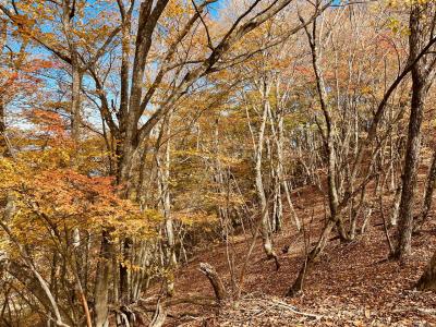 秋の三頭山