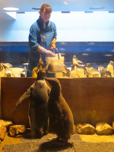 下関-4　海響館c　《ペンギン村》国内最大級/生き生き展示　☆水中飛行　ホバリング　餌やり