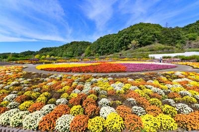 秋のローズフェスティバル 　　秋薔薇＆ガーデンマム