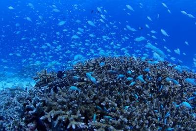 2024 また台風？意地でも行くよ！慶良間の海へ