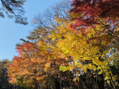 2024年11月 秋の軽井沢で紅葉堪能の旅