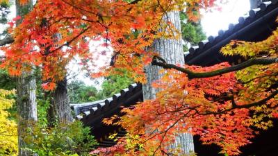 紅葉！-わたらせ渓谷鐡道経由で日光輪王寺へ