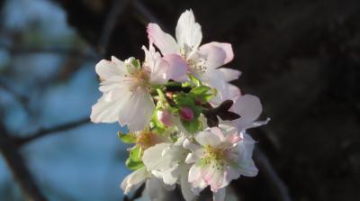 久し振りに冬桜を見る