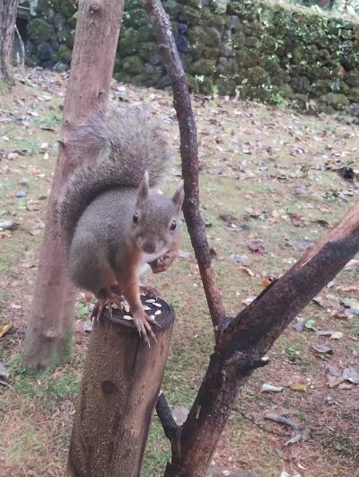 2024年 紅葉の軽井沢と長野県立美術館 1/2