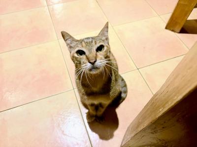 アラ50夫婦の初バリ島旅行！✴︎バリ島一日目ウブド✴︎