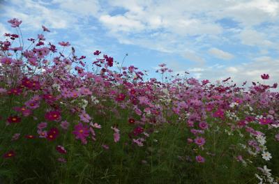 万博記念公園　コスモス　2024