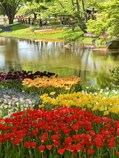 2024年☆東京近郊の花巡り～ここはオランダ？チューリップが咲き誇る昭和記念公園withマリアンヌさん～