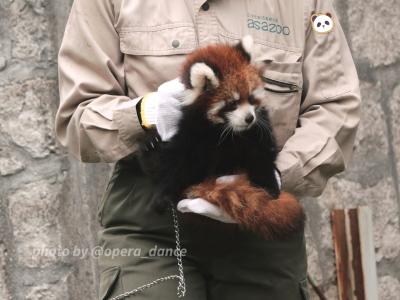 【レッサーパンダ遠征記】2024年生まれのベビモフに会いに行こう☆２日目［後編］（４）安佐動物公園