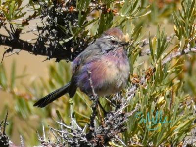 今年もラダック（鳥編）