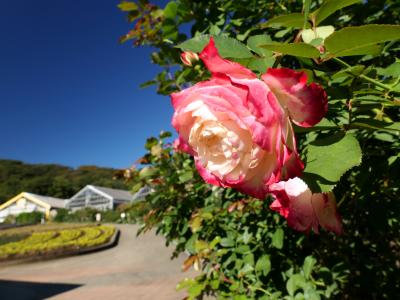 「とちぎ花センター」の秋バラ_2024_数は少な目だが見頃、温室ではオリエンタルリリーが‥（栃木市）