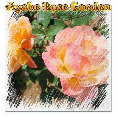 綾部ローズ・ガーデンで秋バラを愛でる　2024年 11月