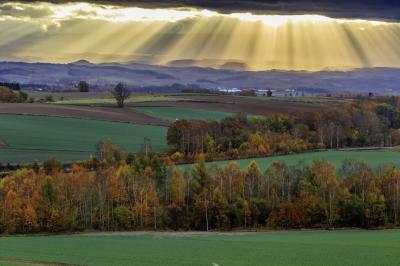 黄葉輝く晩秋の美瑛2024(1)
