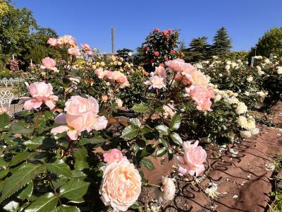 鶴舞公園のバラ