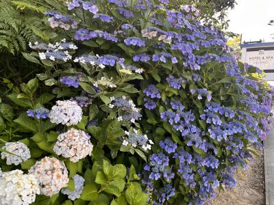 西山公園の紫陽花