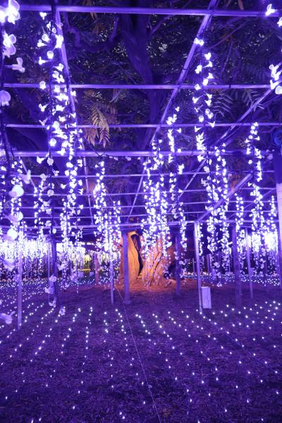 紅葉の高津戸峡とあしかがフラワーパークイルミネーション　by　日帰りバス