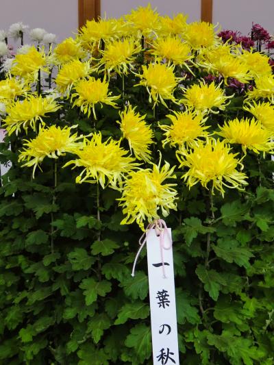 新宿御苑-3　菊花壇展　江戸菊　伊勢菊/丁子菊/嵯峨菊　☆古典菊＝地方の特徴/趣味の園芸