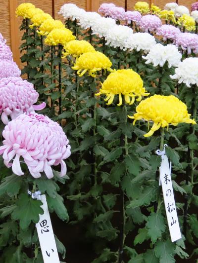 新宿御苑-5　菊花壇展　大菊花壇《手綱植え》39品種311株　☆一文字菊　管物菊花壇　勢揃い