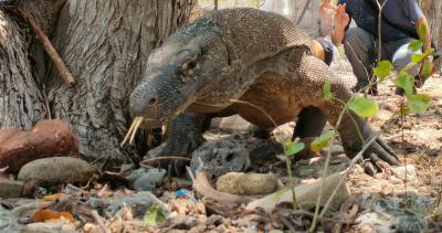 コモドドラゴンを見にインドネシアへ