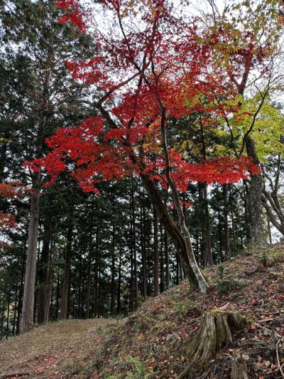リハビリハイキング 子の権現