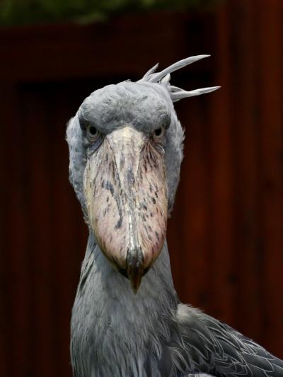 2024年　秋　掛川花鳥園　ハシビロコウふたばちゃんに逢いに行く！！　その２