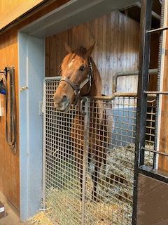 登別から社台スタリオンステーションに行ってきた