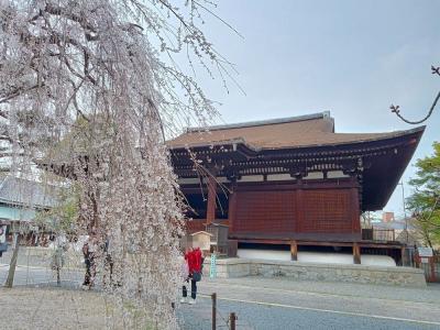 路線バスで京都を歩く2404　「京都市バス55系統に乗って、千本釈迦堂の桜＆たわらやのうどん」　～北野・京都～