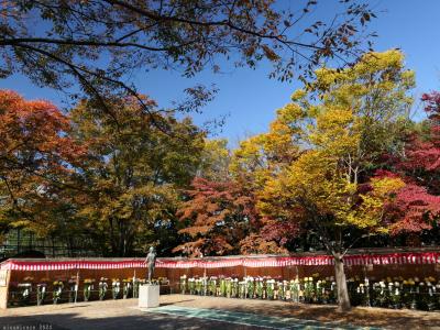 「華蔵寺公園」の菊花大会_2024_11月20日まで開催されてます（伊勢崎市）