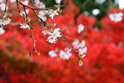 2024紅葉三昧♪　　宇奈月トロッコ列車、寺家公園、高山、下呂温泉、佐見川峡　＊DQWお土産一つ＊