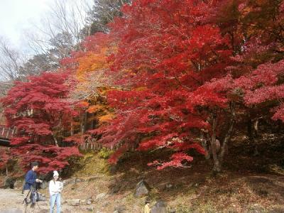 猛暑の後の束の間の秋、塩原渓谷の赤い紅葉に感動