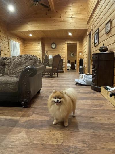 山梨/愛犬と最高に贅沢な山中湖ホテルステイ＠クラス・ザ・ウルフ（2024年11月）